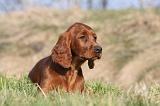 SETTER IRLANDAIS 307